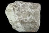 Rough, Agatized Dinosaur Bone ( Ounces) - Colorado #108441-1